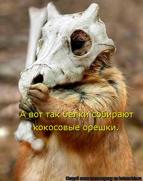 Котоматрица: А вот так белки собирают кокосовые орешки.