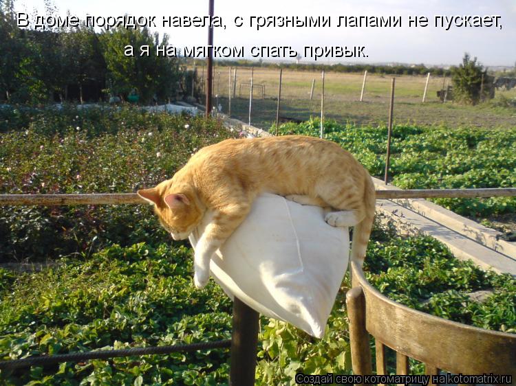 В доме порядок навела, с грязными лапами не пускает, а я на мягком спать привык.... Котоматрица: В доме порядок навела, с грязными лапами не пускает, а я на мягком спать привык.