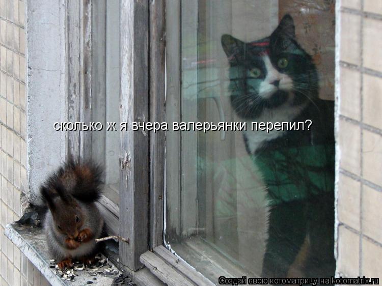 сколько ж я вчера валерьянки перепил?... Котоматрица: сколько ж я вчера валерьянки перепил?