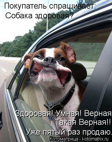 Покупатель спрашивает: Уже пятый раз продаю.. Такая Верная!! Здоровая! Умная! Верная! - В Собака... Котоматрица: Покупатель спрашивает: Уже пятый раз продаю.. Такая Верная!! Здоровая! Умная! Верная! - В Собака здоровая?