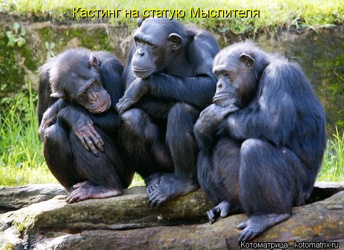 Кастинг на статую Мыслителя... Котоматрица: Кастинг на статую Мыслителя