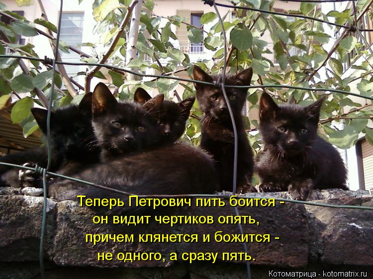 http://kotomatrix.ru/images/lolz/2013/08/16/kotomatritsa_I.jpg