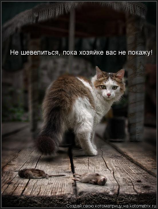 Котоматрица: Не шевелиться, пока хозяйке вас не покажу!