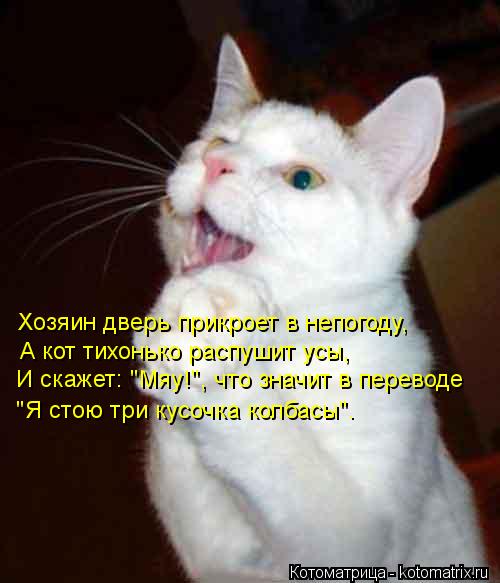 И скажет: "Мяу!", что значит в переводе Хозяин дверь прикроет в непогоду, А кот тихонько распушит ус... Котоматрица: И скажет: "Мяу!", что значит в переводе Хозяин дверь прикроет в непогоду, А кот тихонько распушит усы, "Я стою три кусочка колбасы".