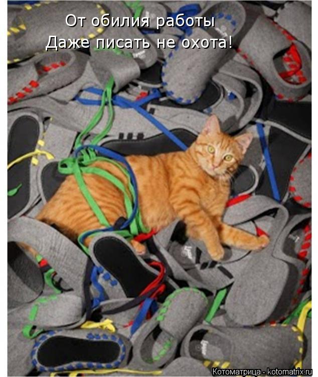 От обилия работы Даже писать не охота!... Котоматрица: От обилия работы Даже писать не охота!