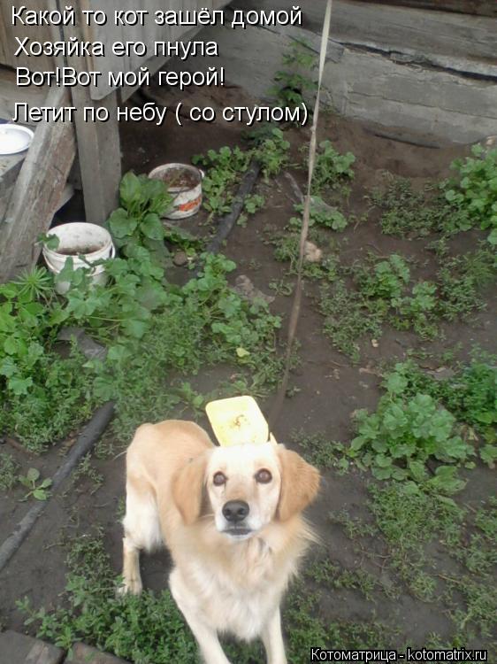 Какой то кот зашёл домой Хозяйка его пнула Вот!Вот мой герой! Летит по небу ( со стулом)... Котоматрица: Какой то кот зашёл домой Хозяйка его пнула Вот!Вот мой герой! Летит по небу ( со стулом)