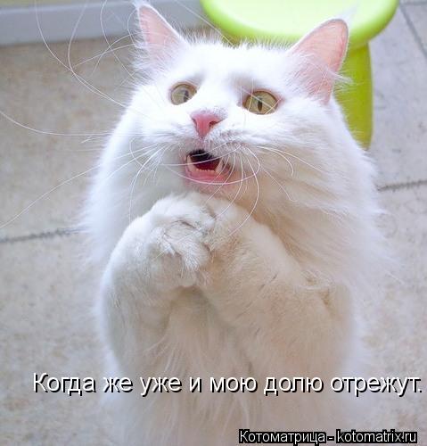 Когда же уже и мою долю отрежут.... Котоматрица: Когда же уже и мою долю отрежут.