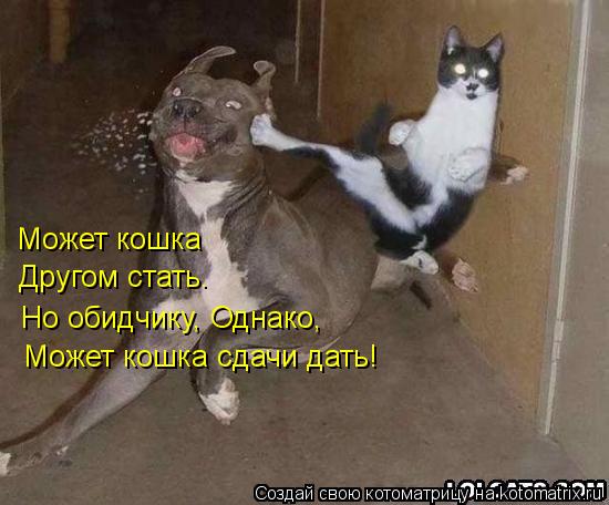 Может кошка Другом стать. Но обидчику, Однако, Может кошка сдачи дать!... Котоматрица: Может кошка Другом стать. Но обидчику, Однако, Может кошка сдачи дать!