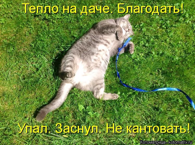 Тепло на даче. Благодать! Упал. Заснул. Не кантовать!... Котоматрица: Тепло на даче. Благодать! Упал. Заснул. Не кантовать!