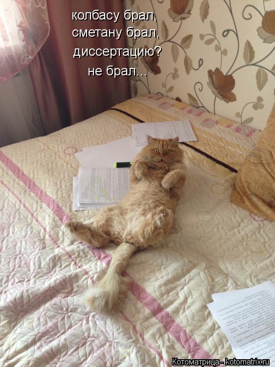 колбасу брал, сметану брал, диссертацию? не брал...... Котоматрица: колбасу брал, сметану брал, диссертацию? не брал...
