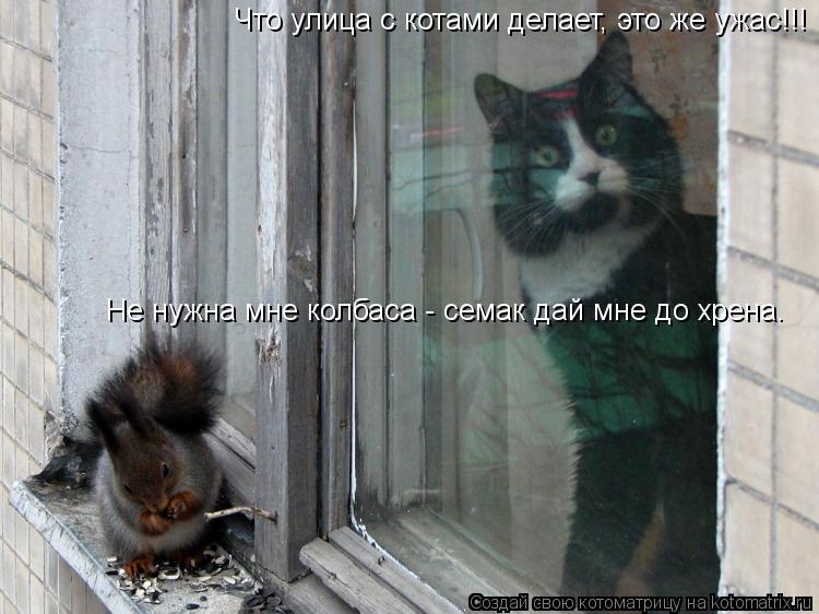 Что улица с котами делает, это же ужас!!! Не нужна мне колбаса - семак дай мне до хрена.... Котоматрица: Что улица с котами делает, это же ужас!!! Не нужна мне колбаса - семак дай мне до хрена.