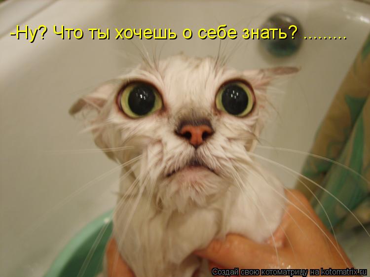 -Ну? Что ты хочешь о себе знать? ............ Котоматрица: -Ну? Что ты хочешь о себе знать? .........