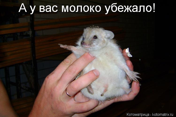 Котоматрица: А у вас молоко убежало!