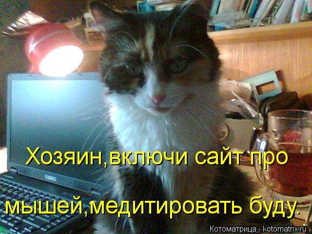 Хозяин,включи сайт про мышей,медитировать буду.... Котоматрица: Хозяин,включи сайт про мышей,медитировать буду.