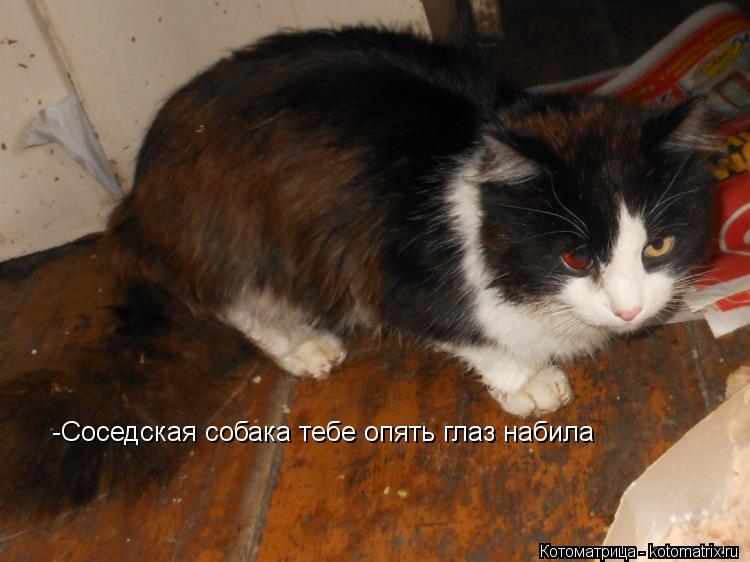 -Соседская собака тебе опять глаз набила... Котоматрица: -Соседская собака тебе опять глаз набила