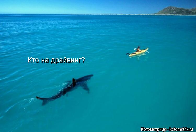 Кто на драйвинг?... Котоматрица: Кто на драйвинг?