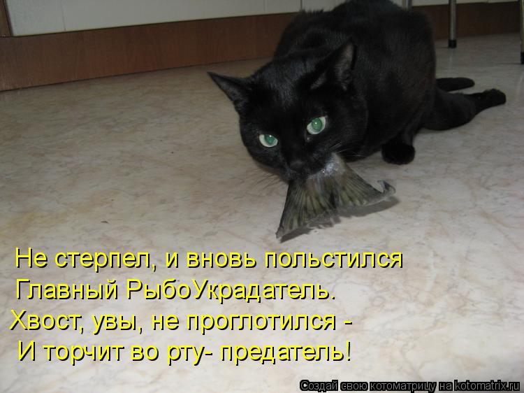 Котоматрица: Хвост, увы, не проглотился - Главный РыбоУкрадатель. Не стерпел, и вновь польстился И торчит во рту- предатель!