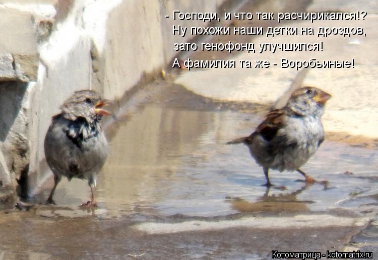 - Господи, и что так расчирикался!? Ну похожи наши детки на дроздов, зато генофонд улучшился! А фамил... Котоматрица: - Господи, и что так расчирикался!? Ну похожи наши детки на дроздов, зато генофонд улучшился! А фамилия та же - Воробьиные!