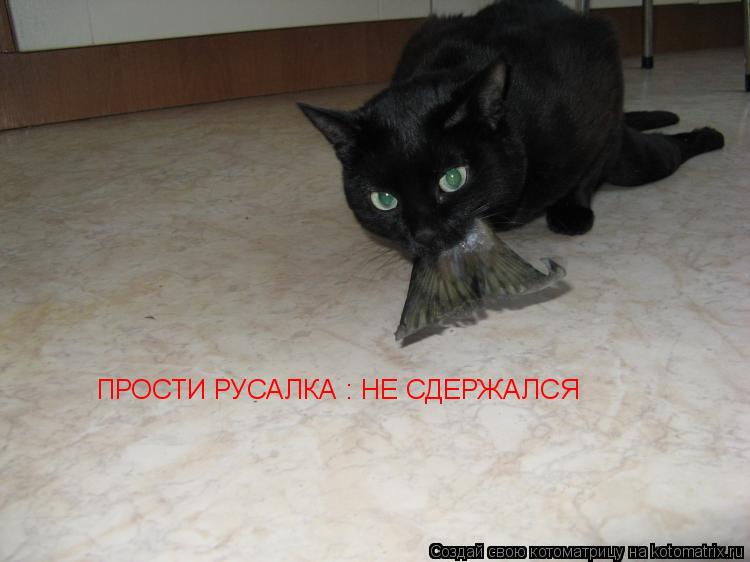 ПРОСТИ РУСАЛКА : НЕ СДЕРЖАЛСЯ... Котоматрица: ПРОСТИ РУСАЛКА : НЕ СДЕРЖАЛСЯ