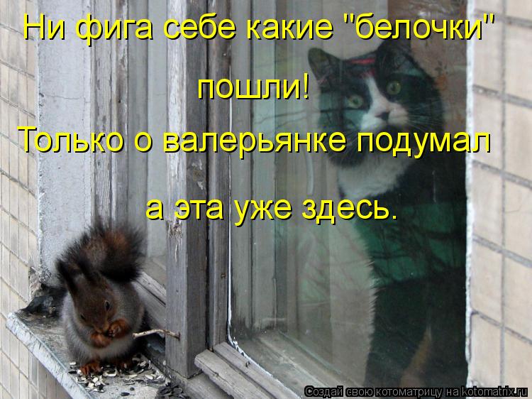 Ни фига себе какие "белочки" пошли! Только о валерьянке подумал а эта уже здесь.... Котоматрица: Ни фига себе какие "белочки" пошли! Только о валерьянке подумал а эта уже здесь.