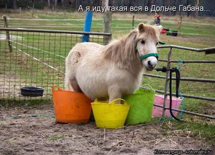 А я иду такая вся в Дольче Габана...... Котоматрица: А я иду такая вся в Дольче Габана...