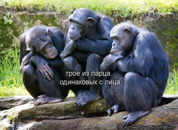 трое из ларца, одинаковых с лица одинаковых с лица... Котоматрица: трое из ларца, одинаковых с лица одинаковых с лица