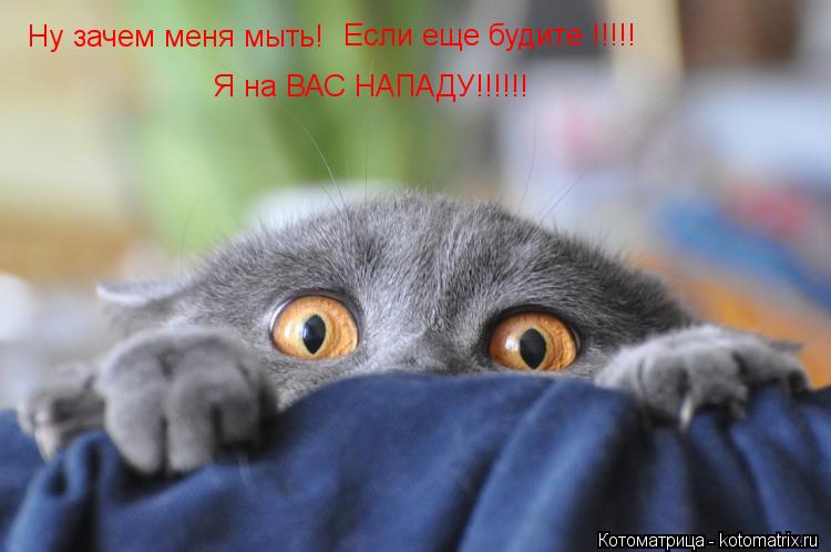 Ну зачем меня мыть! Если еще будите !!!!! Я на ВАС НАПАДУ!!!!!!... Котоматрица: Ну зачем меня мыть! Если еще будите !!!!! Я на ВАС НАПАДУ!!!!!!