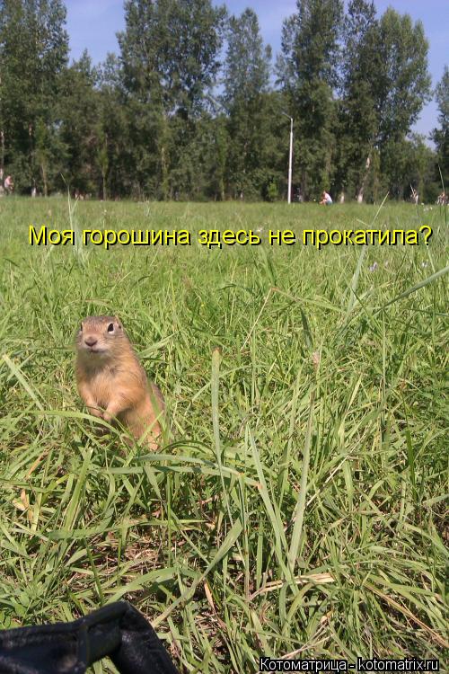 Моя горошина здесь не прокатила?... Котоматрица: Моя горошина здесь не прокатила?