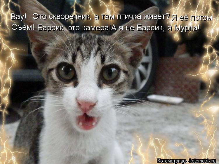 Вау! Это скворечник, а там птичка живёт? Я её потом Съем! Барсик, это камера!А я не Барсик, я Мурка!... Котоматрица: Вау! Это скворечник, а там птичка живёт? Я её потом Съем! Барсик, это камера!А я не Барсик, я Мурка!