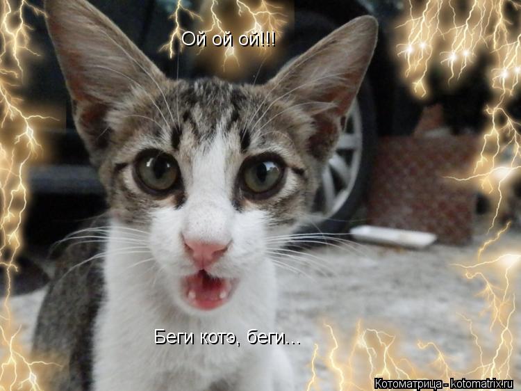 Ой ой ой!!! Беги котэ, беги...... Котоматрица: Ой ой ой!!! Беги котэ, беги...