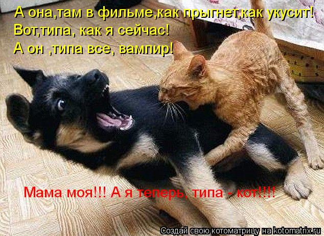 А она,там в фильме,как прыгнет,как укусит! Мама моя!!! А я теперь, типа - кот!!!! А он ,типа все, вам... Котоматрица: А она,там в фильме,как прыгнет,как укусит! Мама моя!!! А я теперь, типа - кот!!!! А он ,типа все, вампир! Вот,типа, как я сейчас!