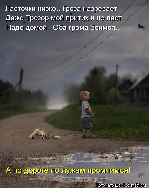 Ласточки низко.. Гроза назревает Даже Трезор мой притих и не лает Надо домой.. Оба грома боимся.. А п... Котоматрица: Ласточки низко.. Гроза назревает Даже Трезор мой притих и не лает Надо домой.. Оба грома боимся.. А по дороге по лужам промчимся!