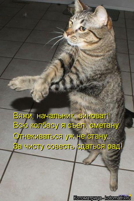 Котоматрица: Вяжи, начальник, виноват! Всю колбасу я съел, сметану. Отнекиваться уж не стану... За чисту совесть сдаться рад!