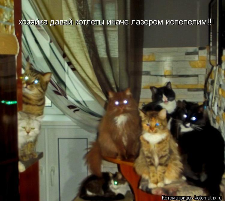 хозяйка давай котлеты иначе лазером испепелим!!!... Котоматрица: хозяйка давай котлеты иначе лазером испепелим!!!