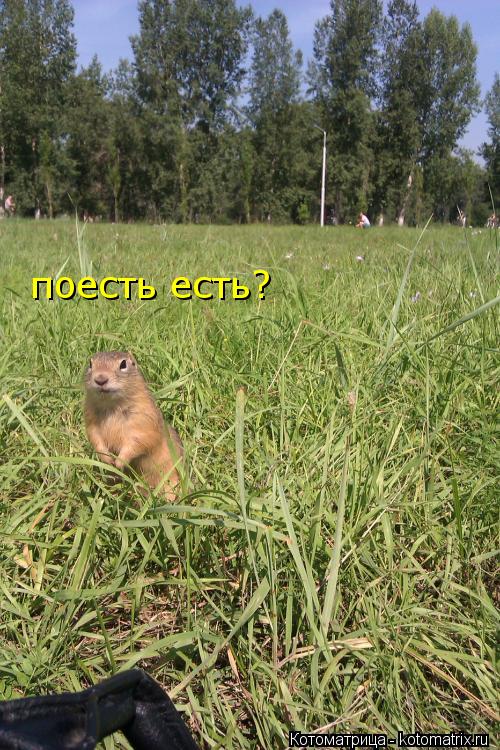 поесть есть?... Котоматрица: поесть есть?