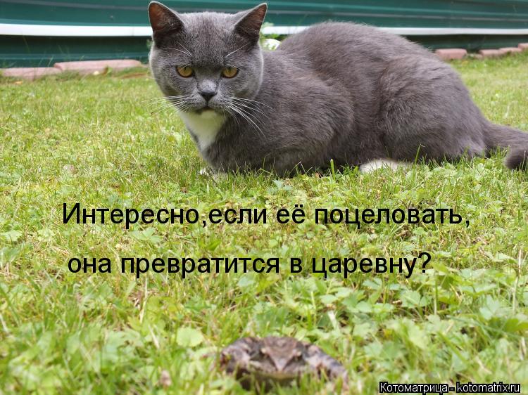 Интересно,если её поцеловать, она превратится в царевну?... Котоматрица: Интересно,если её поцеловать, она превратится в царевну?