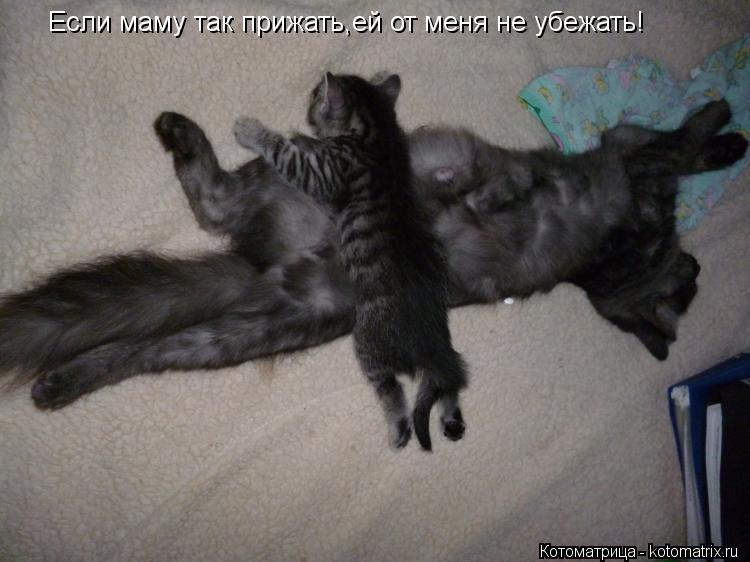 Если маму так прижать,ей от меня не убежать!... Котоматрица: Если маму так прижать,ей от меня не убежать!