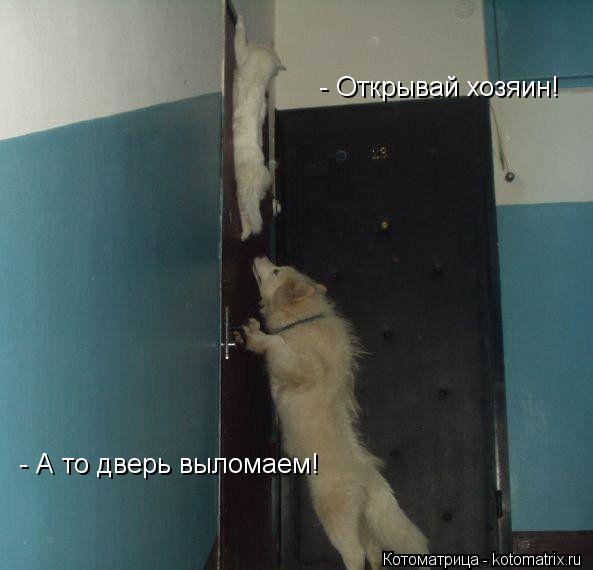 - А то дверь выломаем! - Открывай хозяин!... Котоматрица: - А то дверь выломаем! - Открывай хозяин!