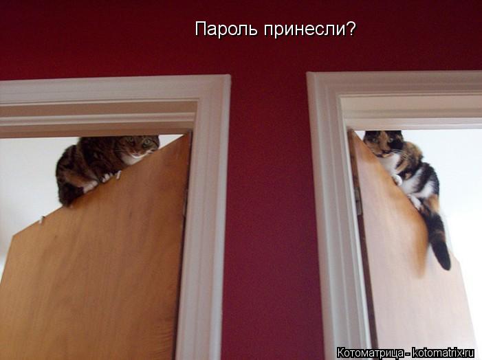 Пароль принесли?... Котоматрица: Пароль принесли?