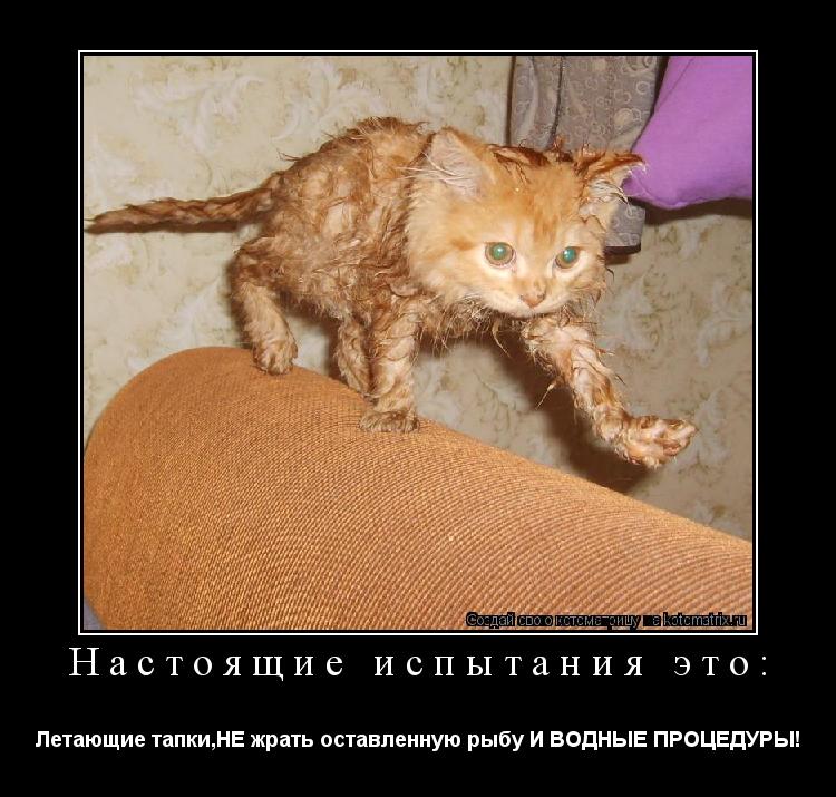 Настоящие испытания это: Летающие тапки,НЕ жрать оставленную рыбу И ВОДНЫЕ ПРОЦЕДУРЫ!... Котоматрица: Настоящие испытания это: Летающие тапки,НЕ жрать оставленную рыбу И ВОДНЫЕ ПРОЦЕДУРЫ!