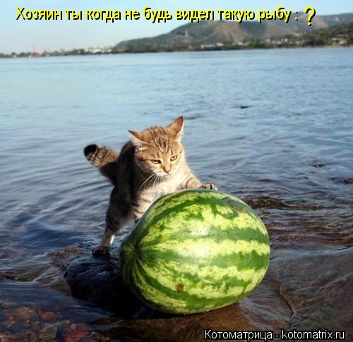 Хозяин ты когда не будь видел такую рыбу : ?... Котоматрица: Хозяин ты когда не будь видел такую рыбу : ?