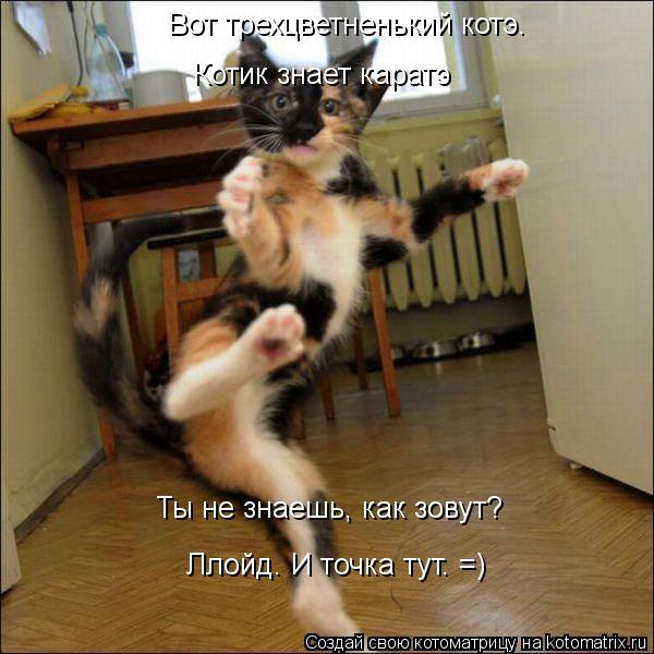 Вот трехцветненький котэ. Котик знает каратэ Ты не знаешь, как зовут? Ллойд. И точка тут. =)... Котоматрица: Вот трехцветненький котэ. Котик знает каратэ Ты не знаешь, как зовут? Ллойд. И точка тут. =)