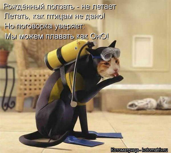 Рождённый ползать - не летает Летать, как птицам не дано! Но поговорка уверяет: Мы можем плавать как ... Котоматрица: Рождённый ползать - не летает Летать, как птицам не дано! Но поговорка уверяет: Мы можем плавать как ОнО! Мы можем плавать как ОнО!