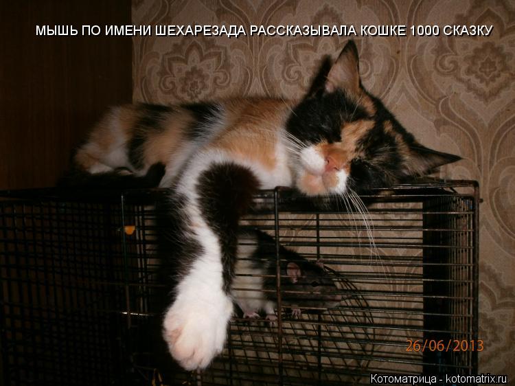 МЫШЬ ПО ИМЕНИ ШЕХАРЕЗАДА РАССКАЗЫВАЛА КОШКЕ 1000 СКАЗКУ... Котоматрица: МЫШЬ ПО ИМЕНИ ШЕХАРЕЗАДА РАССКАЗЫВАЛА КОШКЕ 1000 СКАЗКУ