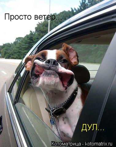 Просто ветер... ДУЛ...... Котоматрица: Просто ветер... ДУЛ...
