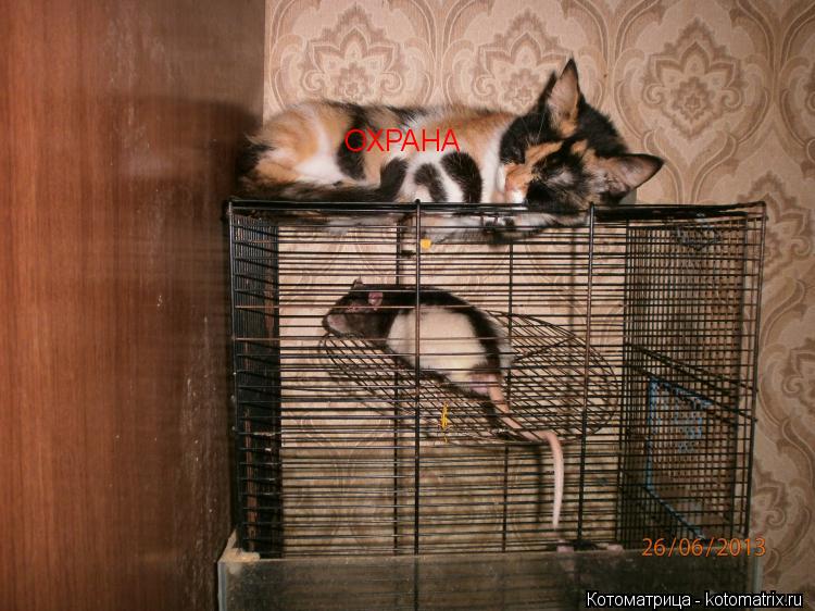 ОХРАНА... Котоматрица: ОХРАНА