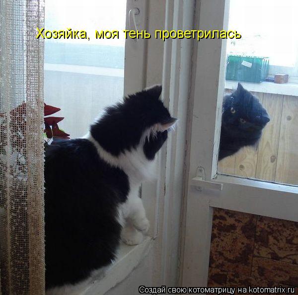 Хозяйка, моя тень проветрилась... Котоматрица: Хозяйка, моя тень проветрилась