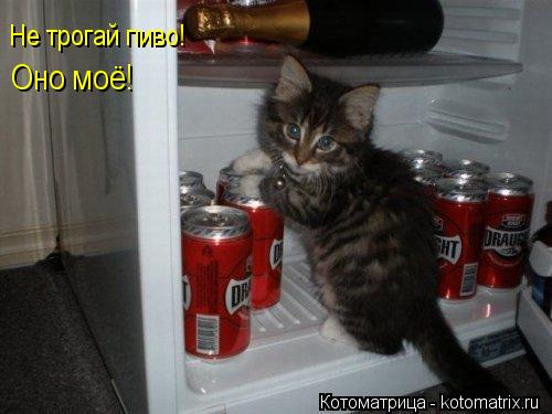 Не трогай пиво! Оно моё!... Котоматрица: Не трогай пиво! Оно моё!
