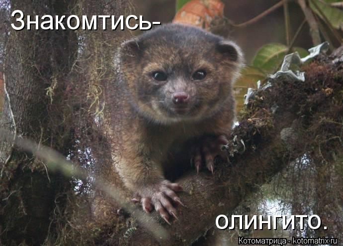 Знакомтись- олингито.... Котоматрица: Знакомтись- олингито.
