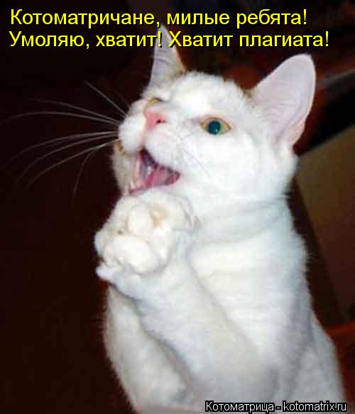 Котоматричане, милые ребята! Умоляю, хватит! Хватит плагиата!... Котоматрица: Котоматричане, милые ребята! Умоляю, хватит! Хватит плагиата!